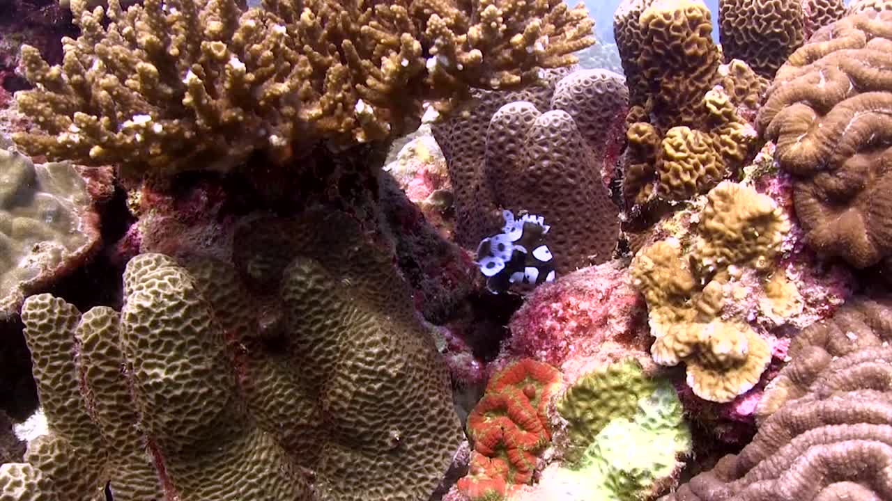 Pesce labbra dolci arlecchino a Koh Tao-2