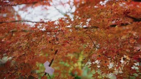 4k autumn maple leafs at katsuoji temple in minoh, osaka japan