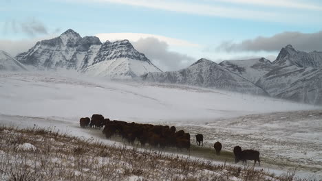 herde grasender kühe und felsige berge im waterton-lakes-nationalpark, alberta, kanada im winter