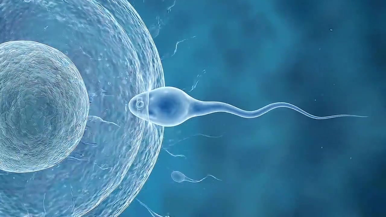 Sperm Cells Swimming Toward and Fertilizing an Egg Cell