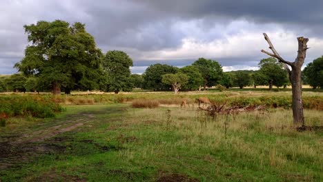 paisaje del parque richmond en londres