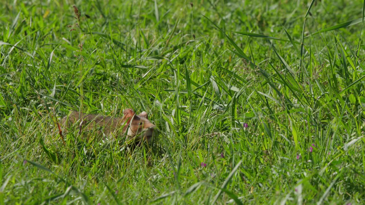 Hamster in long grass lifts its head to sniff the air and inches forward through a sunlit meadow, natural wildlife behavior with soft green background and calm outdoor mood