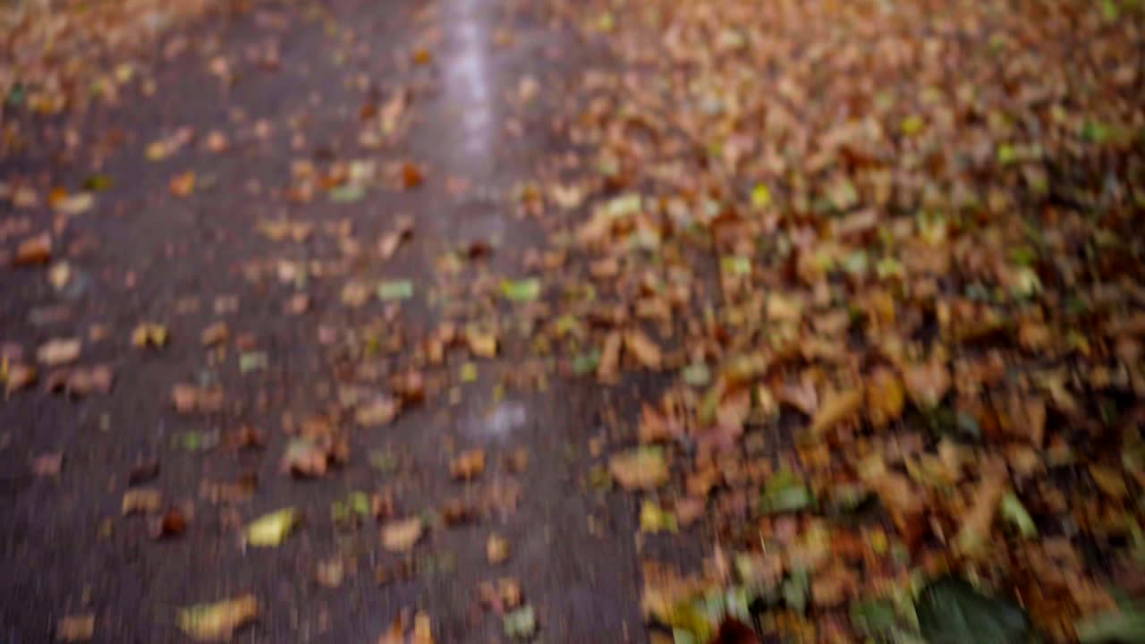 Fast movement on a woods path in a green forest with fallen autumn brown leaves on the ground