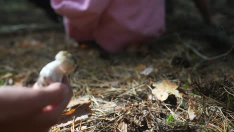 finding mushrooms in the forest