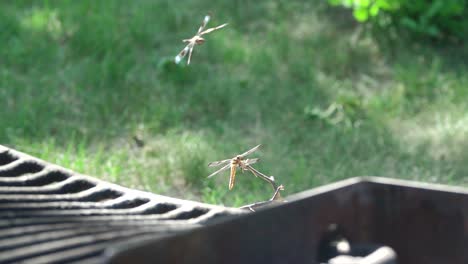 dragonflies collide mid-air in slow motion