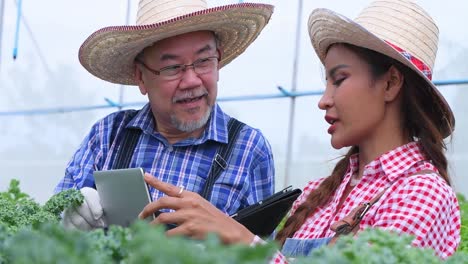 farmer checking fresh organic vegetable in hydroponic smart farm, produce harvest vegetable  agriculture with business, healthy clean food concept.