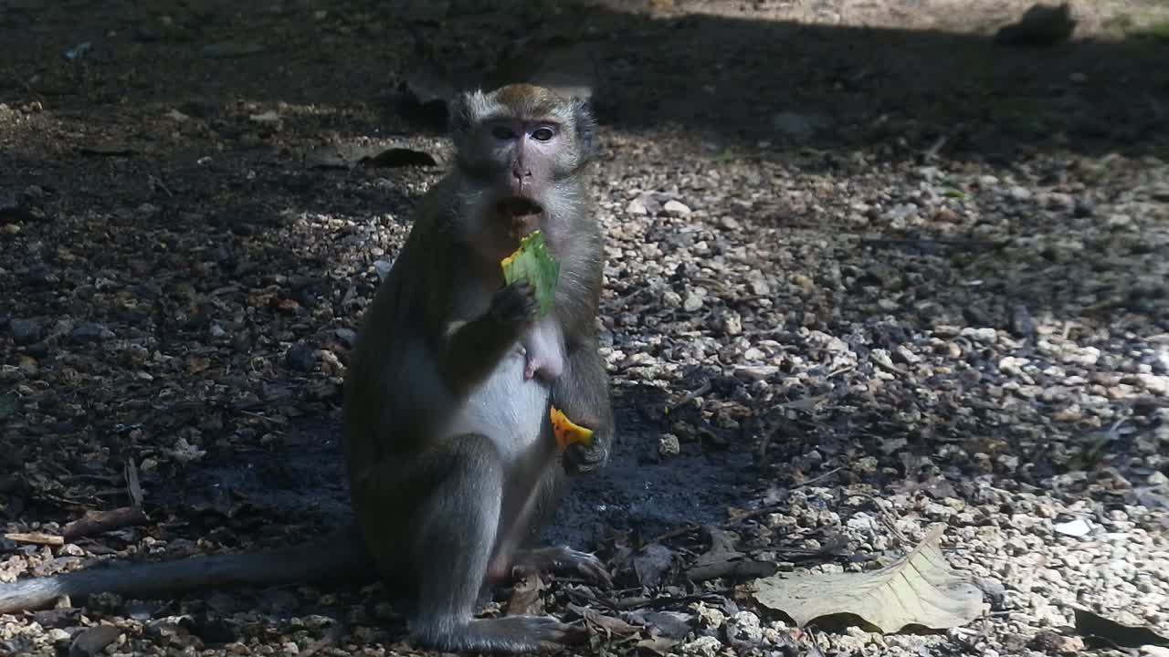 Close up of mammals HD video. primate life while eating fruit. Monkey eat yellow mango fruit at sacred terawang cave in Blora, central java, Indonesia.