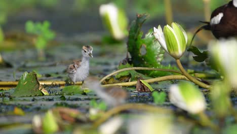 chicks of pheasant tailed jacana feeding on floating leaf in morning