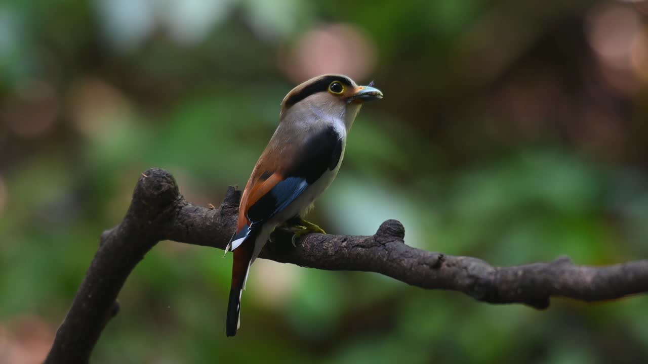 visto desde su costado con comida en la boca mirando alrededor, pico plateado, serilophus lunatus, parque nacional kaeng krachan, tailandia