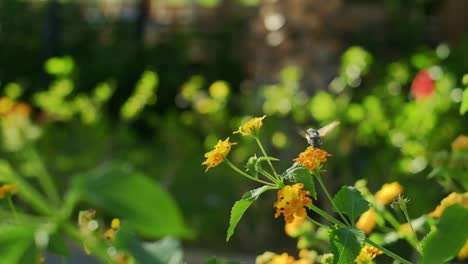 Close-up-of-honey-bee