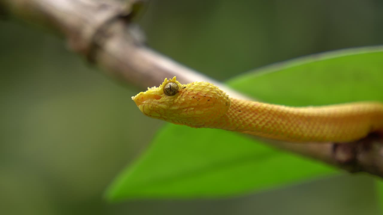 una serpiente amarilla