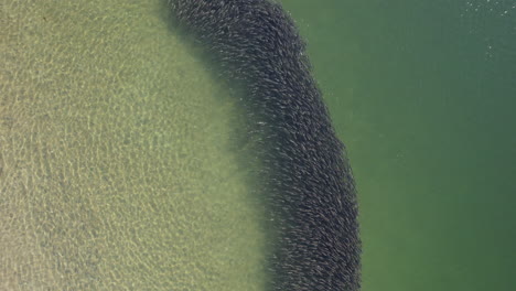 Drone-shot-of-bait-ball-formed-in-clear-ocean-waters,-aerial-shot-of-school-of-fish
