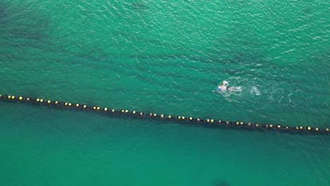 cámara lenta de una persona aislada nadando dentro de una red protectora de tiburones, playa coogee en australia