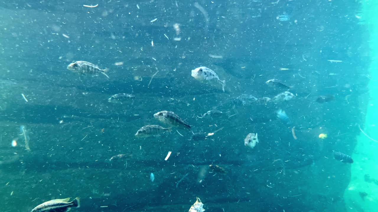 Underwater shot of multiple fish swimming through blue water, with particles drifting in the current and various species moving calmly across the frame