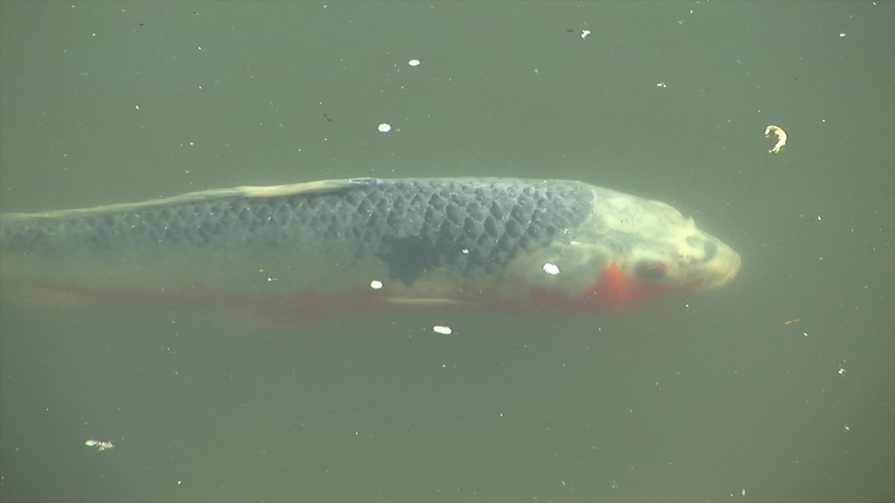 대담한 패턴의 잉어가 연못에서 헤엄치고 있습니다.