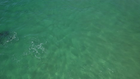 bottlenose dolphin pod breaching in the ocean in new south wales, australia