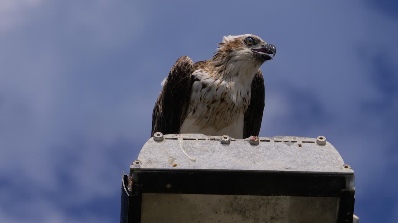 White-bellied Sea Eagle Feeding Against Blue Sky - Close Up
