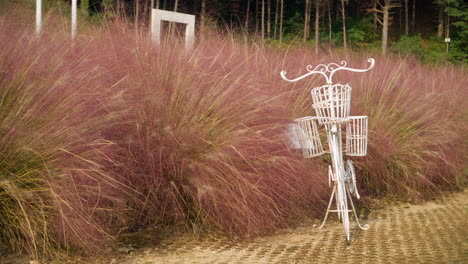 Weißes-Fahrrad-Mit-Rosa-Muhly-Pflanze-–-Instagram-würdiger-Ort-Auf-Der-Kräuterinsel-Pocheon-In-Südkorea