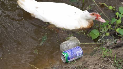 un pato blanco está buscando comida en el río junto al plástico