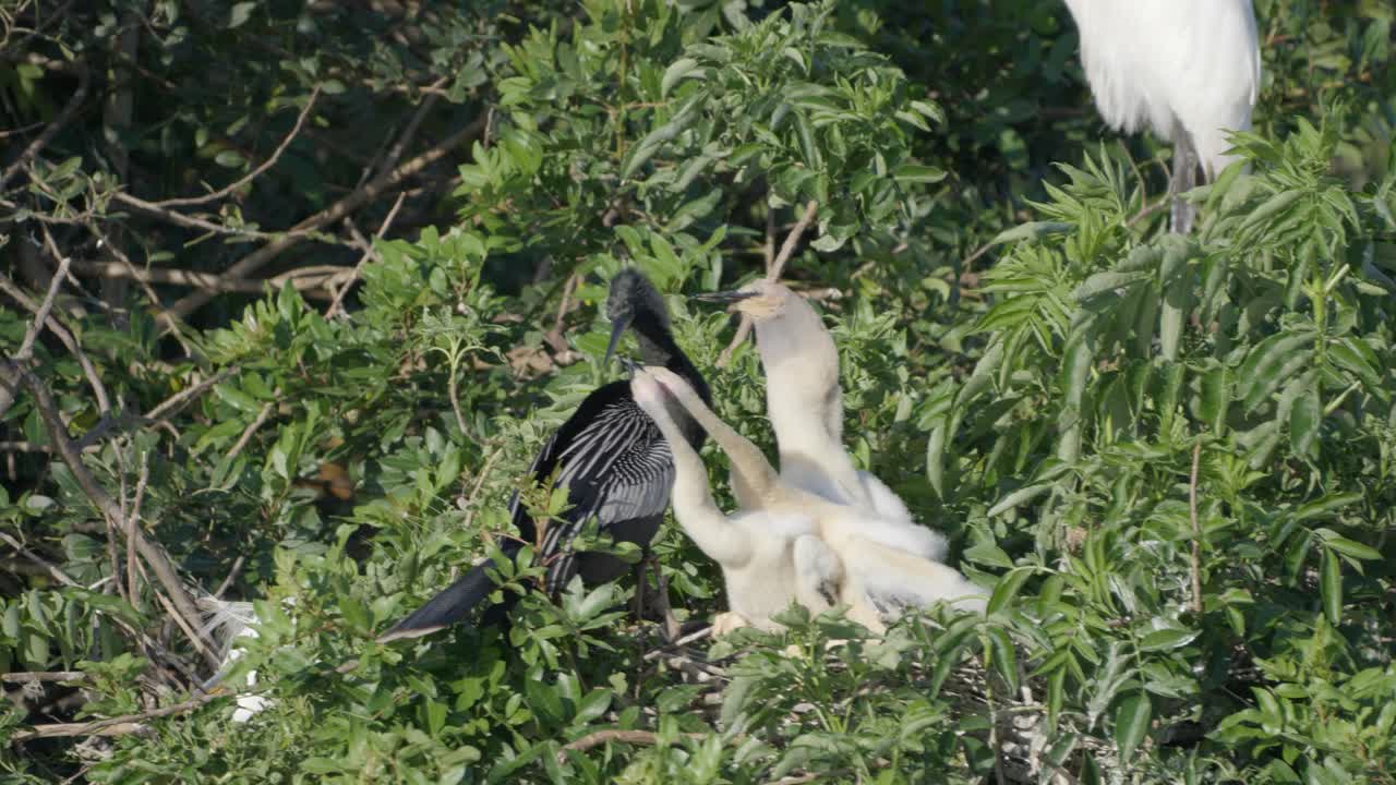Anhinga chicks stretch and beg for food from parent in a lush green rookery canopy