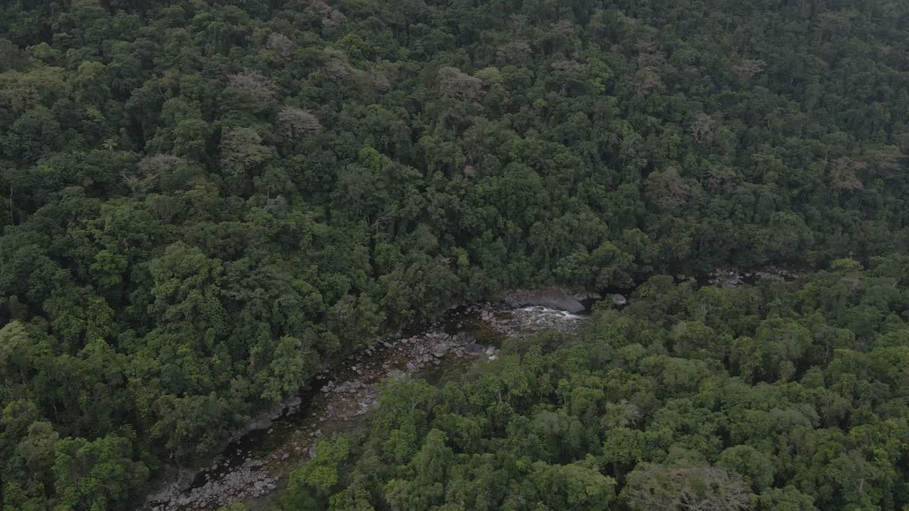 paisaje verde de bosque con río que fluye en mossman gorge en el condado de douglas, queensland, australia