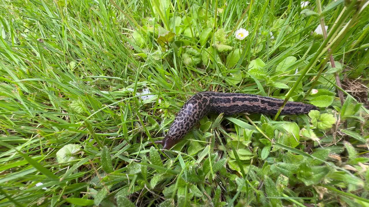 Leopard slug (Limax maximus) moving slowly on grass in the garden.