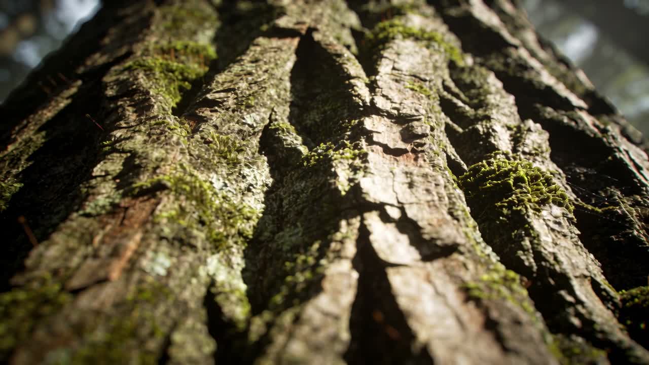 移動するカメラが森の大きな木の幹をローアングルで接写し、樹皮の質感や苔を鮮明に映し出す。