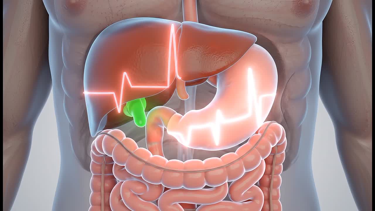 Detailed human body illustration highlighting liver stomach and intestines in anatomical educational visualization