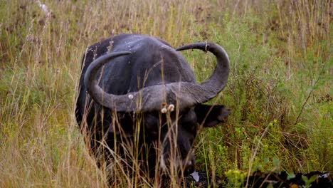 Tracking-shot-of-a-long-horned-cow-walking-through-tall-grass-and-eating