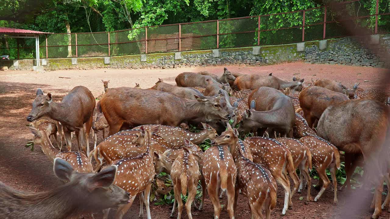 동물원에서 사 가 떨어지는 잎을 먹습니다. 다른 종류의 사, 와이어 울타리를 통해 볼 수 있습니다.