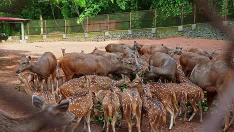 un rebaño de ciervos en el zoológico come las hojas caídas, diferentes tipos de ciertos, vista a través de la valla de alambre