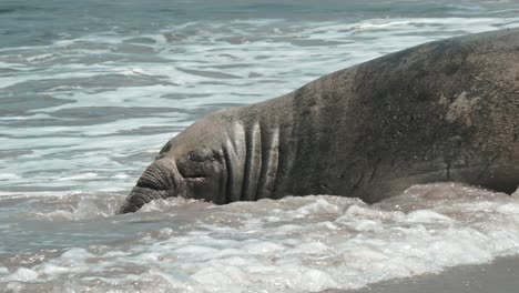 elefante marino macho acostado en la orilla rompe las olas de una playa para refrescarse
