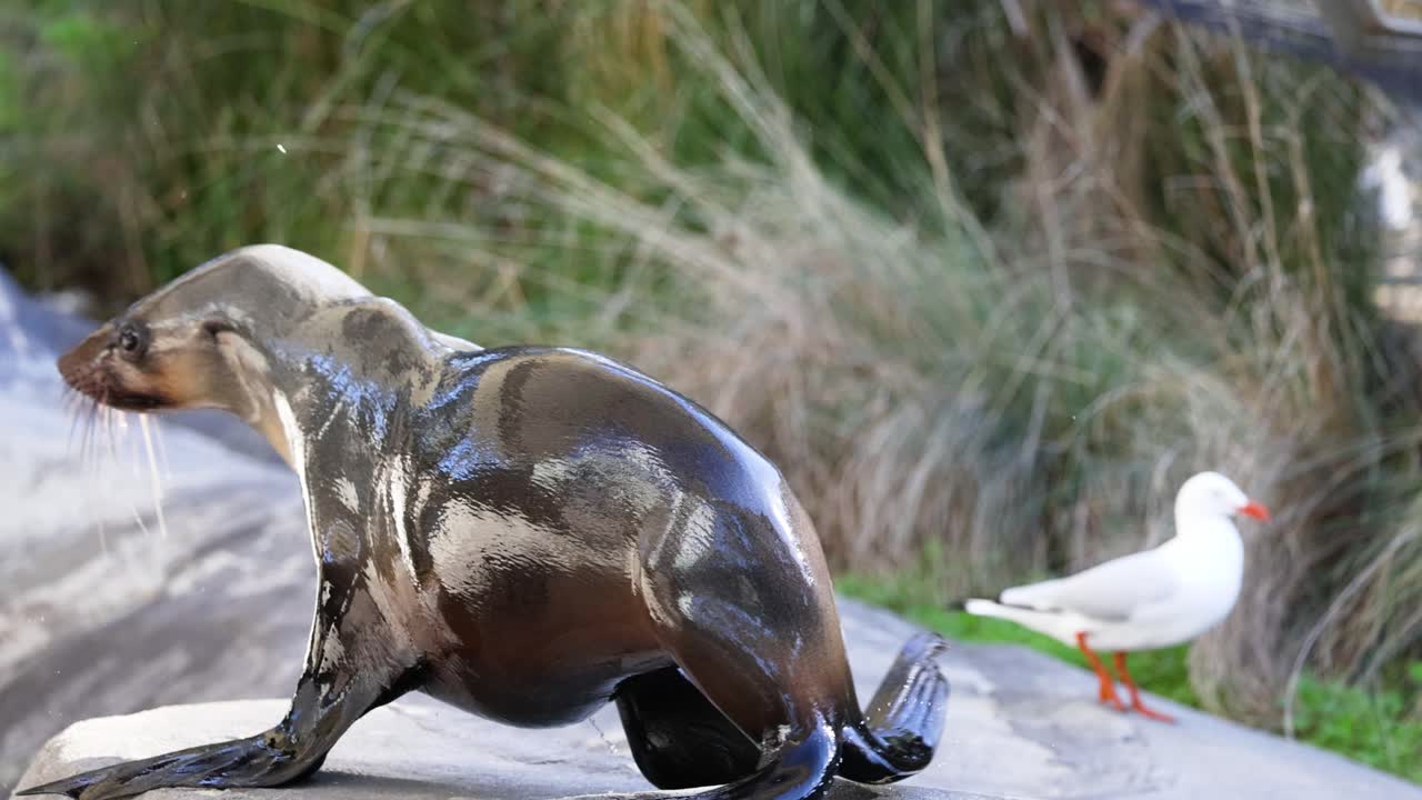 바위 위 에 움직이는 해파리, 근처 에 있는 해파리