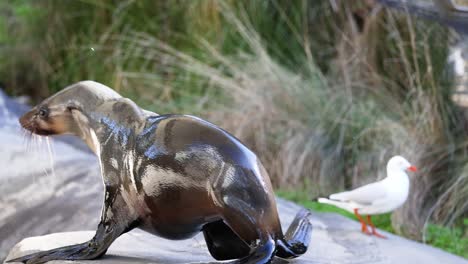 foca moviéndose en la roca, gaviota cerca