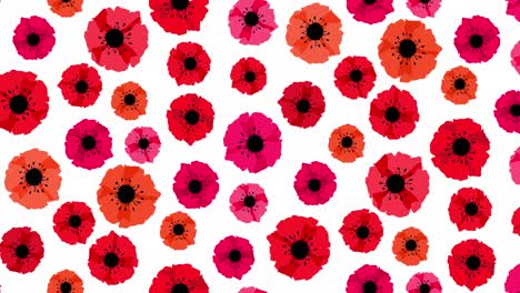 animation seamless loop pattern with red poppies isolated on white background. remembrance day lest we forget. anzac day. red poppy flower international symbol of peace. 4k video graphic animation