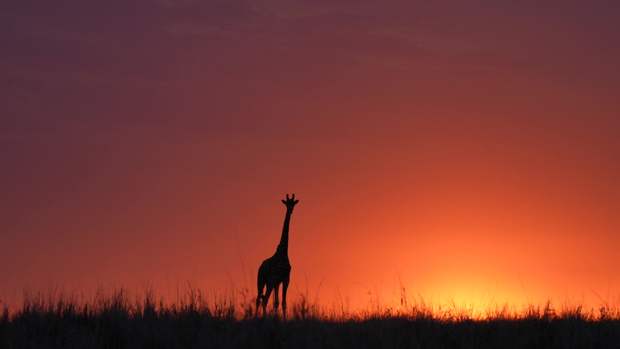 Elegante silhouette di giraffa che attraversa le pianure africane al tramonto nel Maasai Mara, Kenya