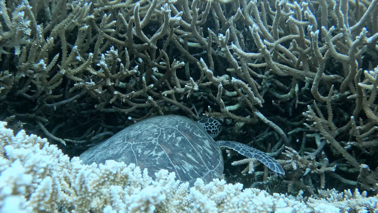 美しいアオウミガメが鹿の角サンゴの上で眠る水中クローズアップ