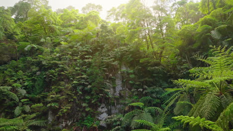 cinematic shot of green lush vegetation in the forest