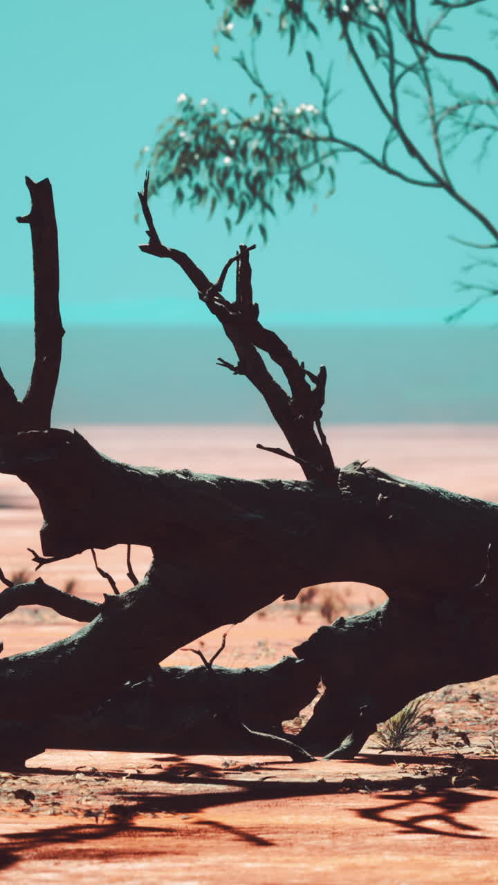 사막 풍경 에 있는 죽은 나무 의 실루