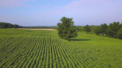 Aerial-over-a-sunflower-field-in-a-picturesque-countryside