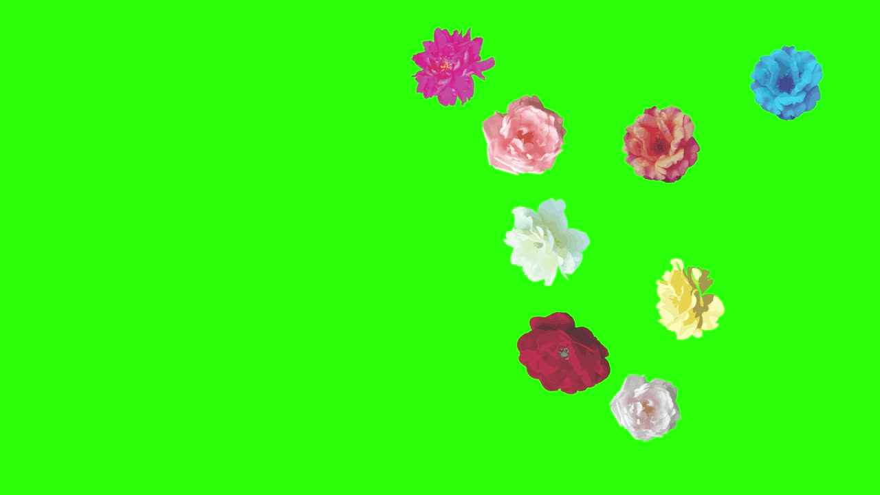 Colorful roses flowers elements animation chroma key, graphic source ...