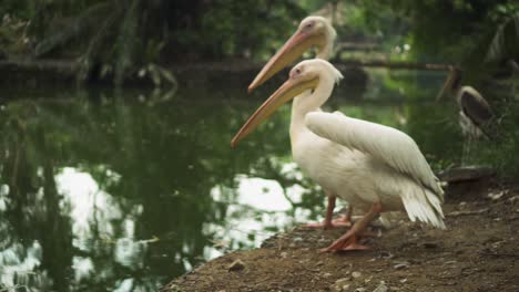 dos grandes pelícanos blancos estirándose cerca del estanque