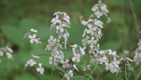 flowers-blooms on plants along the wissahickon creek