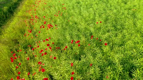 Toma-Aérea-De-Drones-Sobre-El-Campo-De-Amapolas-Rojas---Colores-De-La-Naturaleza-Floral