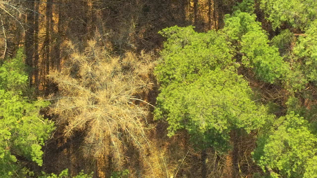 A dense forest from above, showing a juxtaposition of vibrant green trees thriving among a majority of trees with dry, brown branches, possibly indicating seasonal changes or environmental stress