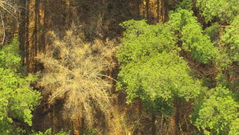un denso bosque desde arriba, mostrando una yuxtaposición de árboles verdes vibrantes que prosperan entre una mayoría de árboles con ramas secas y marrones, posiblemente indicando cambios estacionales o estrés ambiental