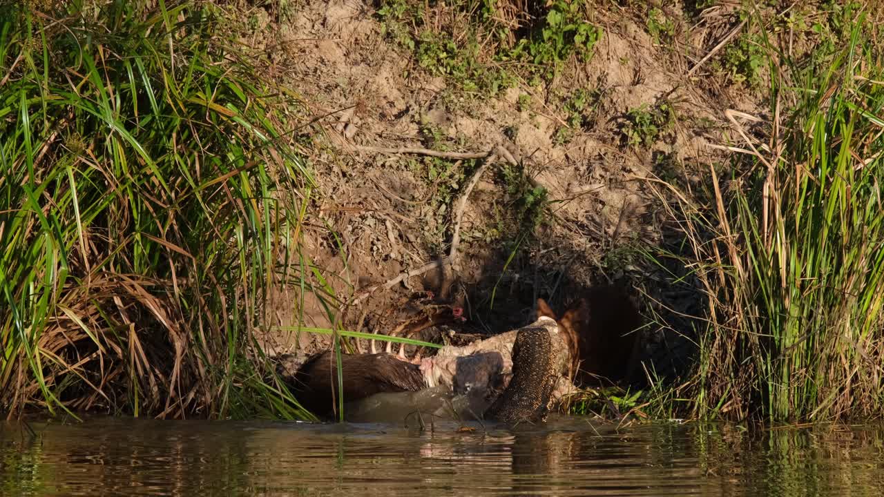 perro salvaje asiático o dhole, cuon alpinus visto tirando un poco de carne del cadáver de un ciervo compitiendo con un lagarto monitor asiático en el parque nacional khao yai, tailandia