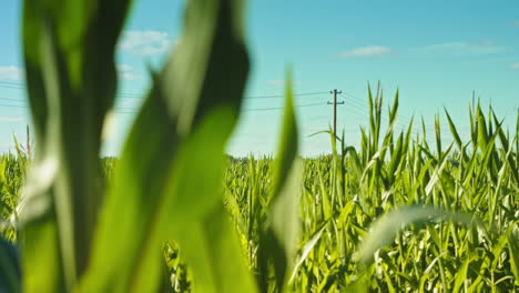 Video-of-tall-corn-plants-swaying-in-the-breeze-on-a-sunny-day-under-a-clear-blue-sky