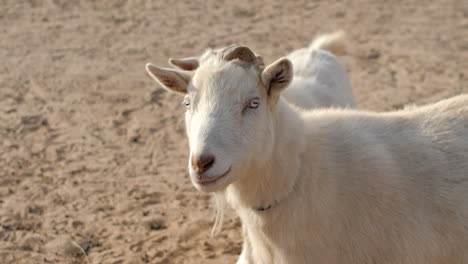 close up white goat in 4k