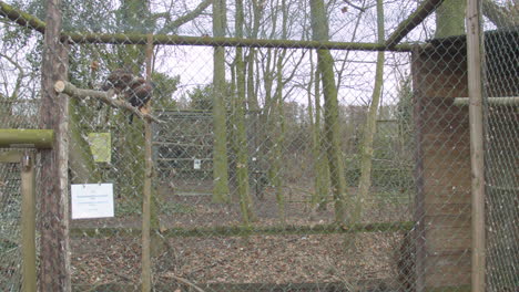 Several-Harris's-hawks-sitting-and-flying-around-in-bird-cage---wide